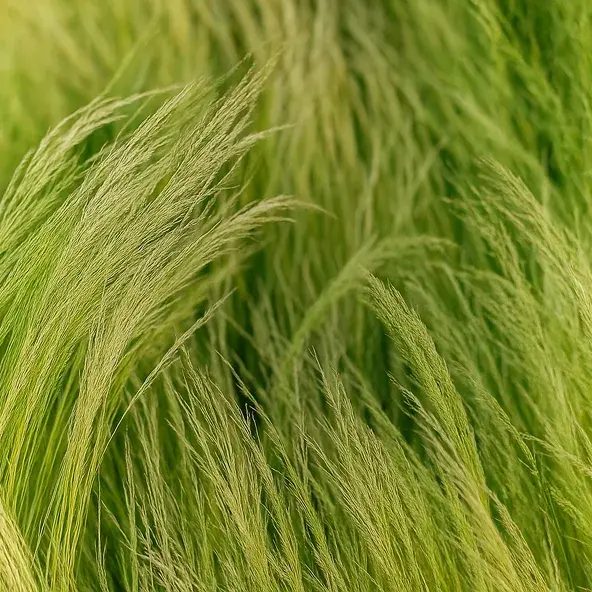 Soft Piano